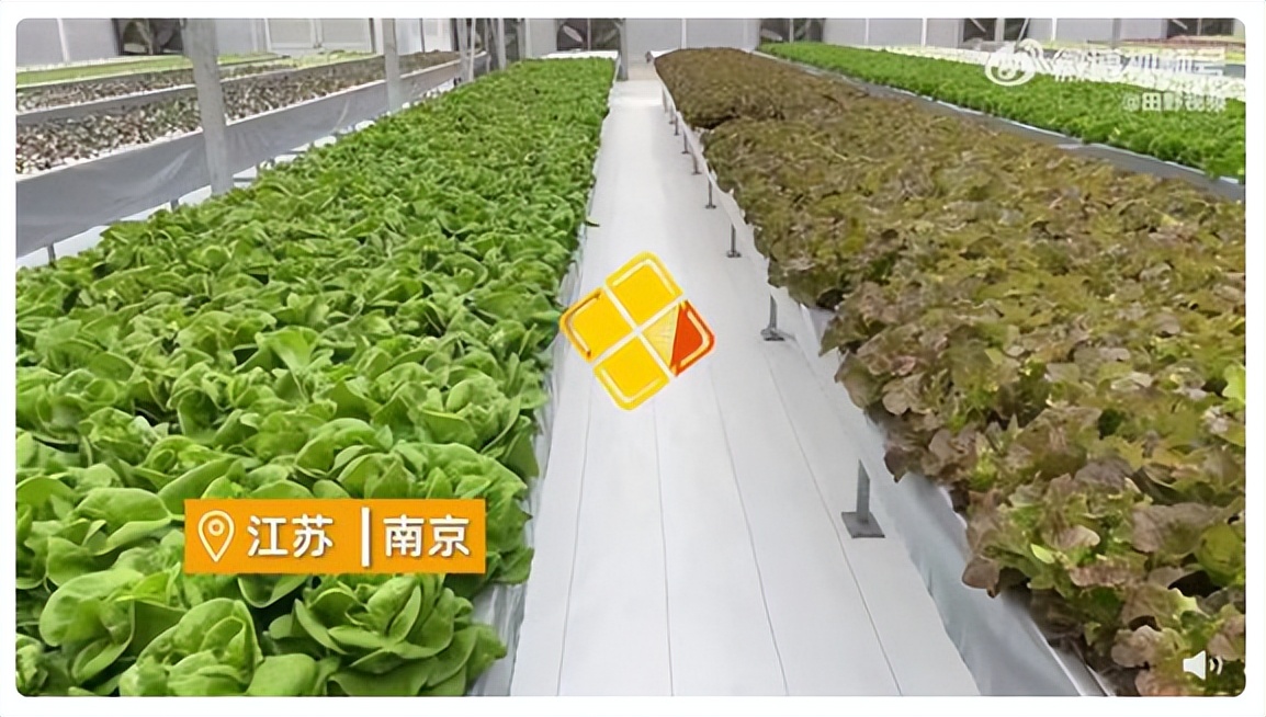 自然光型植物工廠 自然光型植物工廠