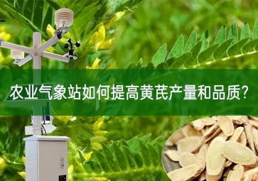 農業氣象站如何提高黃芪產量和品質？