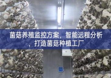 「智慧養殖」菌菇養殖監控方案，智能遠程分析，打造菌菇種植工廠